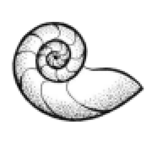 cropped-nautilus.png