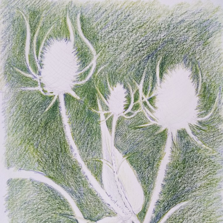 Teasel negative space drawing