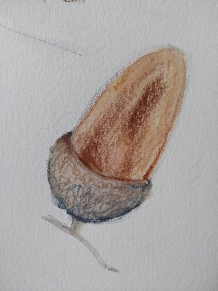 Drawing of an acorn