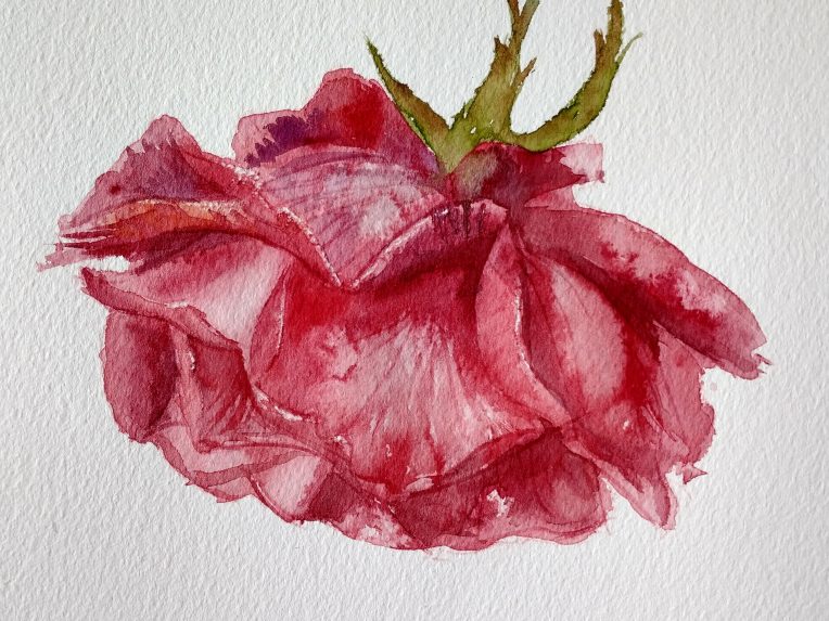 Watercolour rose with wipeout techniques