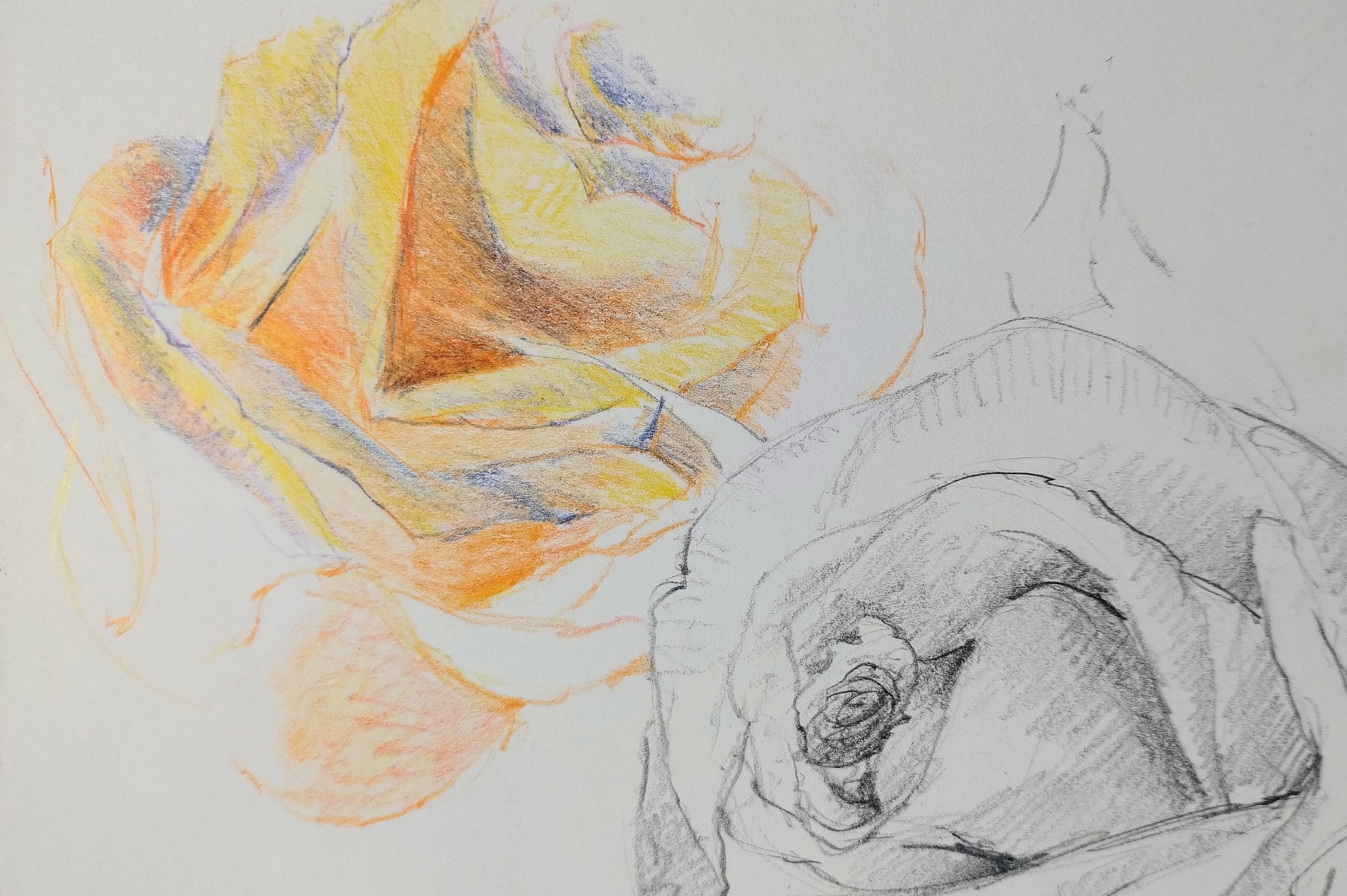 Delicate roses drawn in yellow and orange and violet pencils