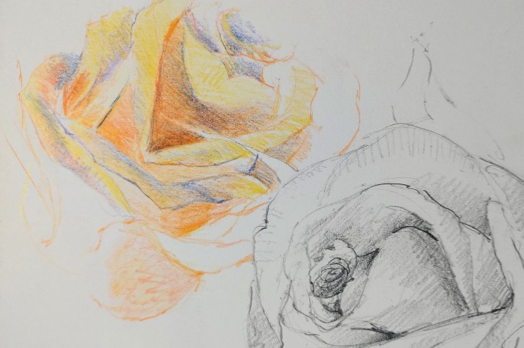 Delicate roses drawn in yellow and orange and violet pencils